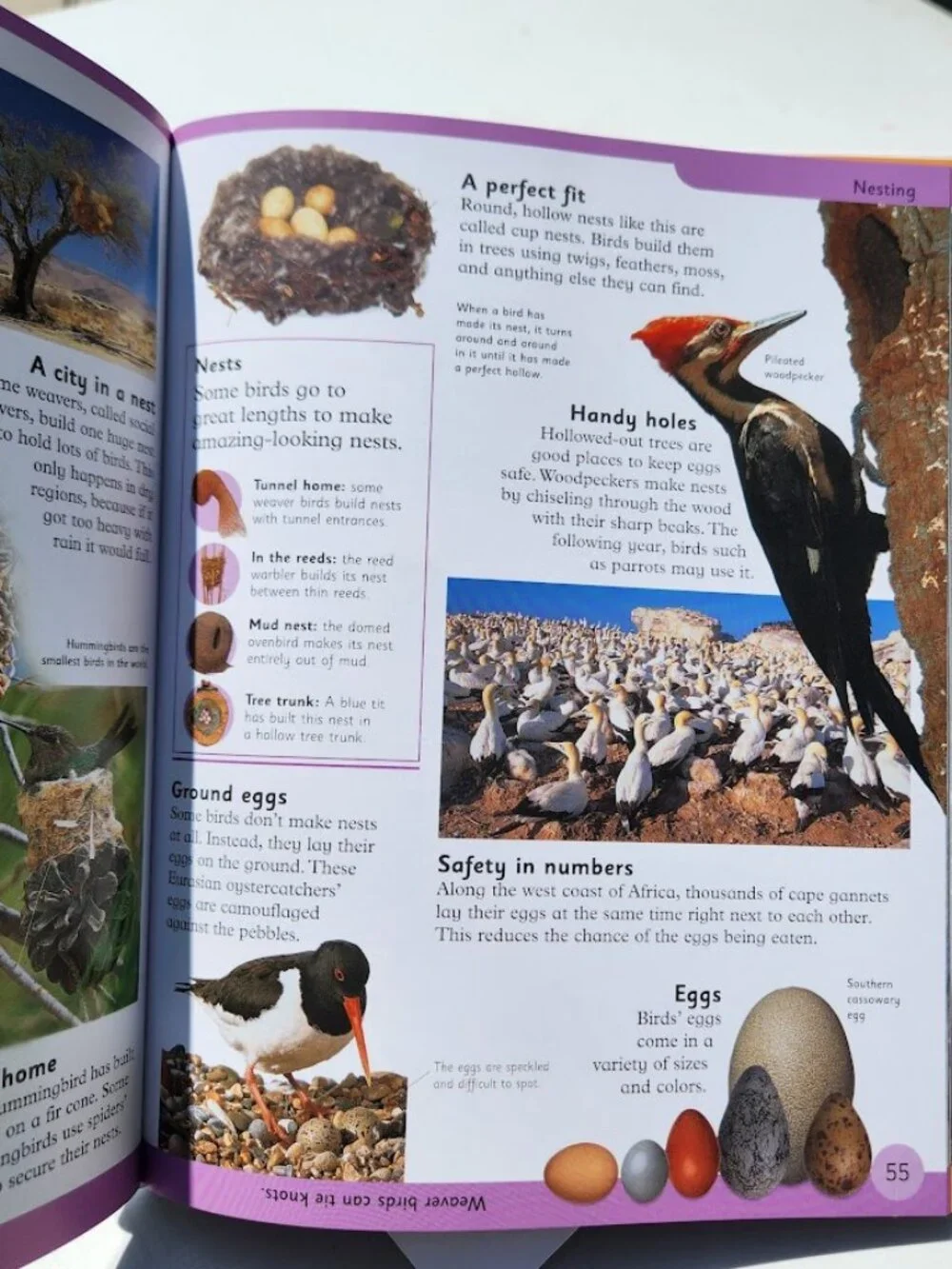 NEW DK First Animal Encyclopedia Hardcover Book Reference Guide Bookshark Scienc